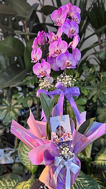 �ift dall� mor orkide