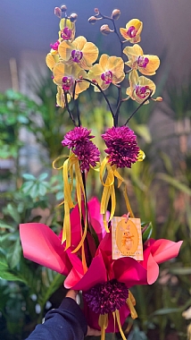 �ift dall� sar� renk orkide