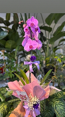 tek dal orkide