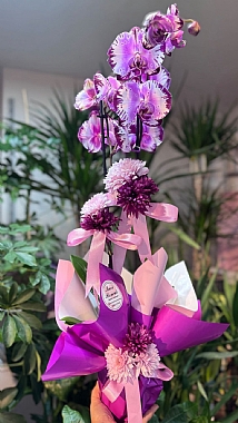 k�r��ll� mor orkide